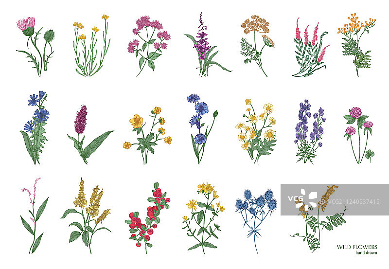 精美野生草本植物合集图片素材