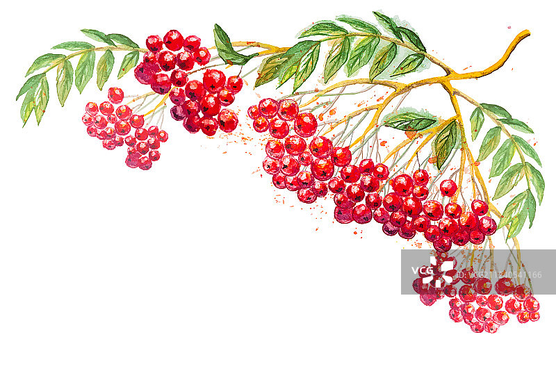 花楸果树枝构图图片素材