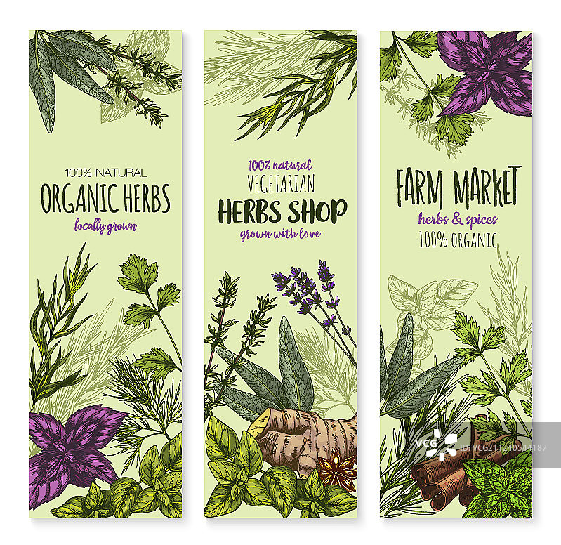 香料和草药banner图片素材