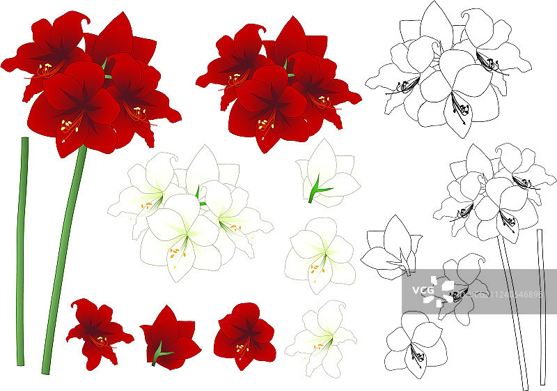 红色和白色孤挺花轮廓图片素材