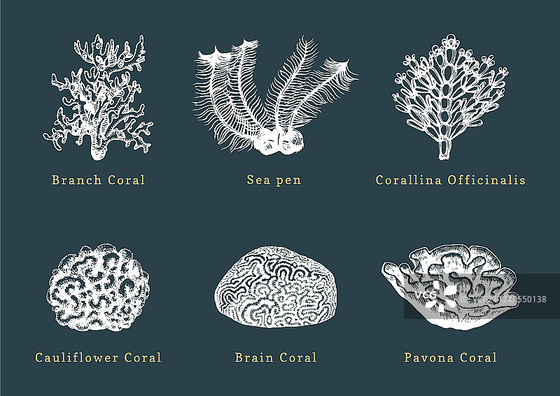 珊瑚合集图片素材