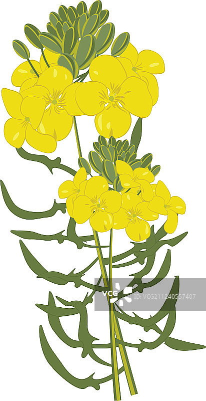 孤立的芥菜花图片素材