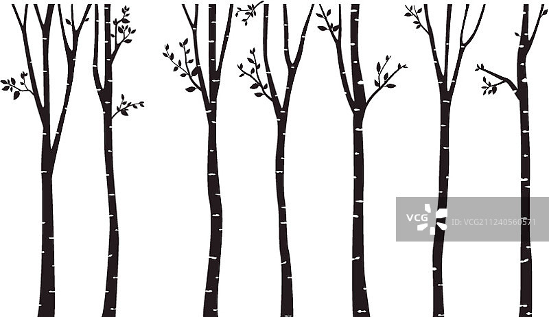 桦树剪影背景图片素材