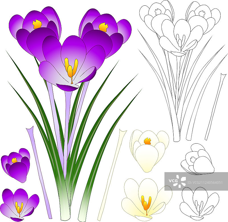 紫白色番红花轮廓图片素材