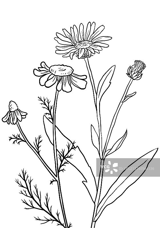 药用植物图片素材