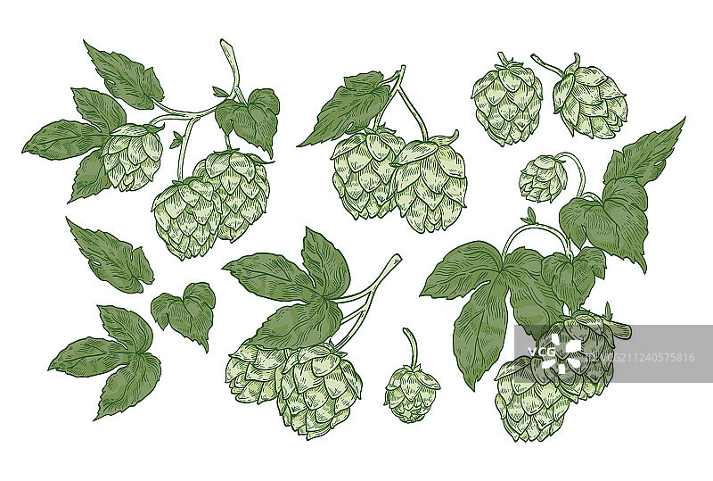 优雅的啤酒花植物画合集图片素材
