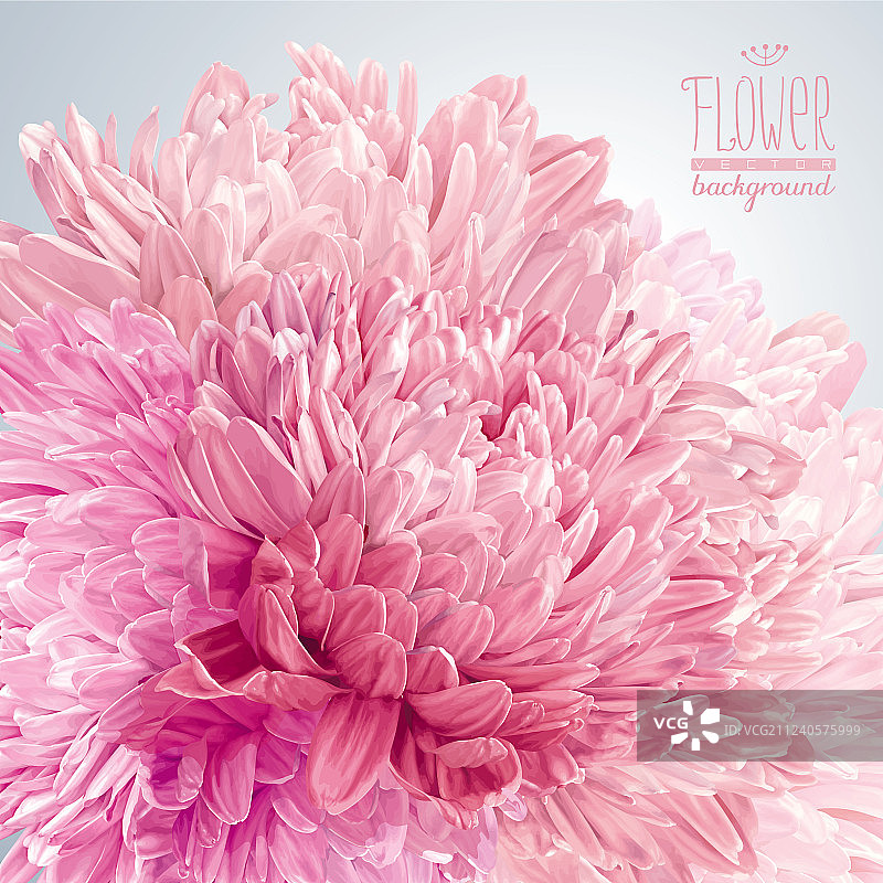 翠菊和菊花背景图片素材