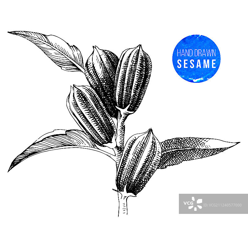 手绘芝麻植物图片素材