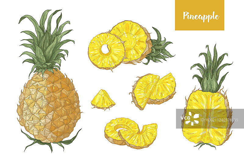 精细植物绘画合集图片素材