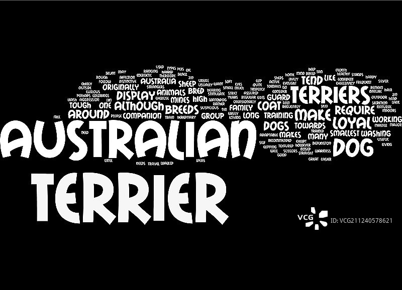 澳洲梗是忠诚的宠物图片素材