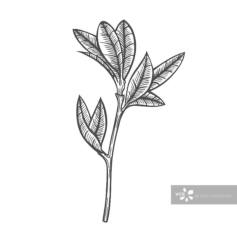 手绘树叶枝图片素材