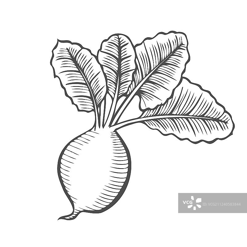 根茎类蔬菜图片素材
