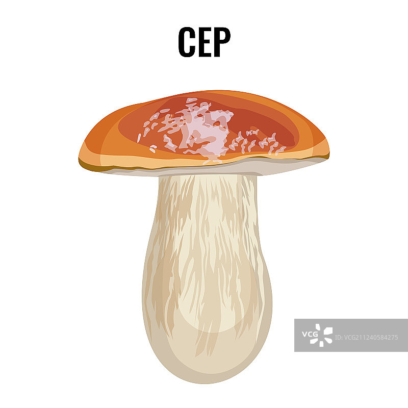 美味牛肝菌图片素材