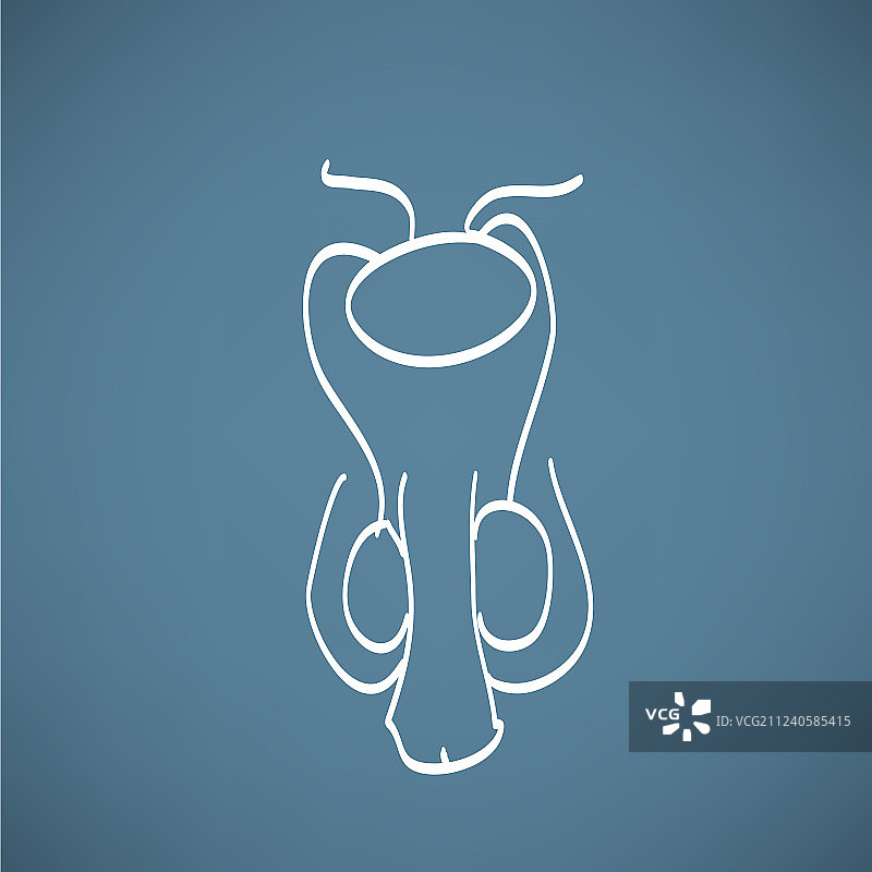 男性生殖系统示意图图片素材