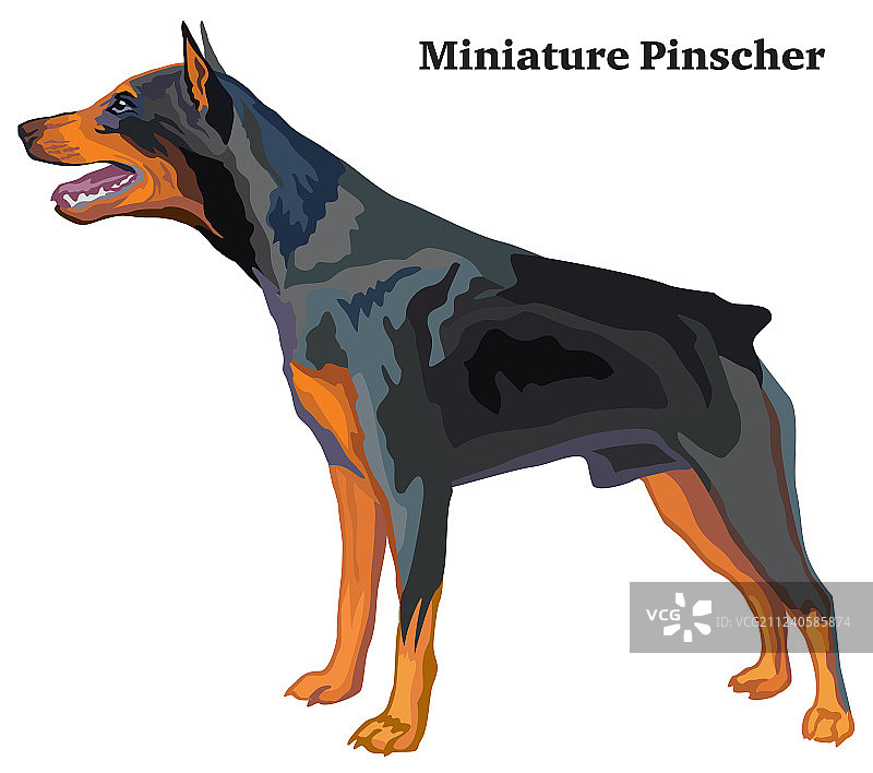 彩色装饰狗站立肖像图片素材