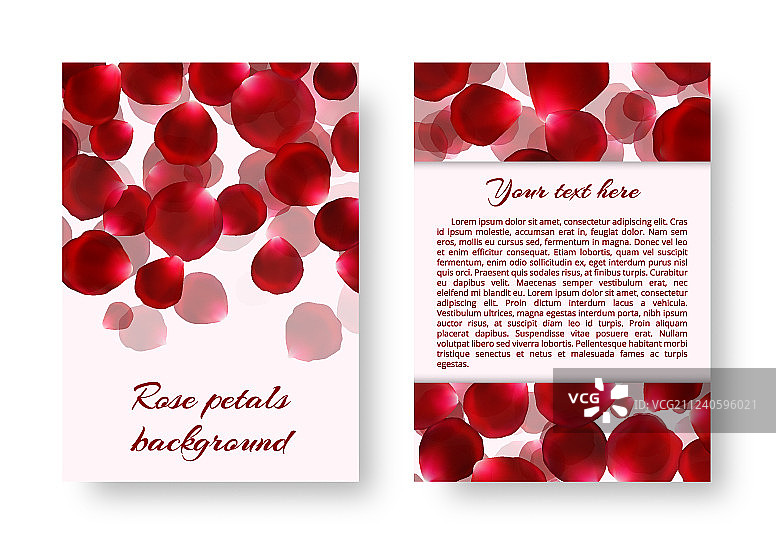 玫瑰花瓣宣传册图片素材