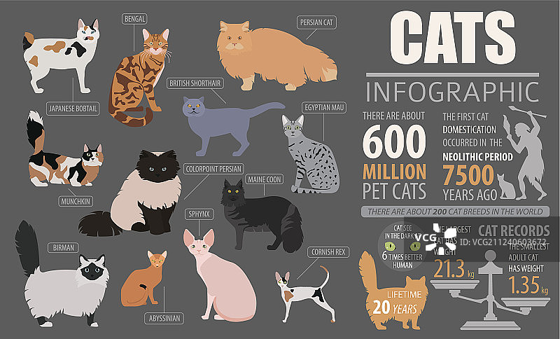 猫品种信息图表模板图标图片素材