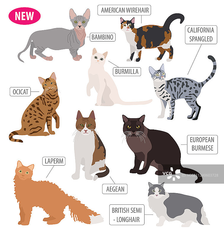 猫品种图标扁平风格白色背景图片素材