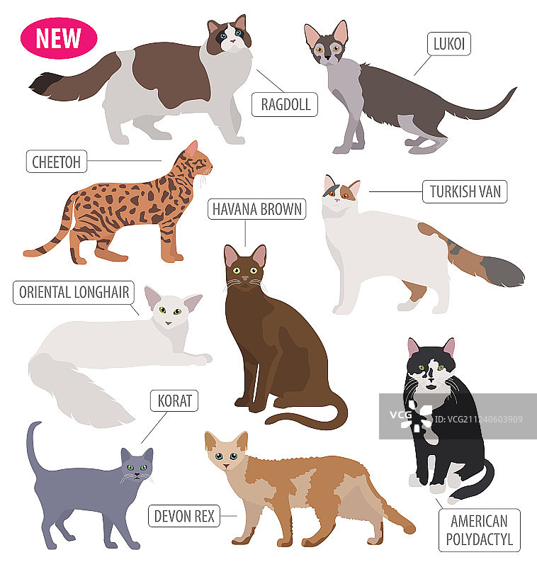 猫品种图标扁平风格白色背景图片素材