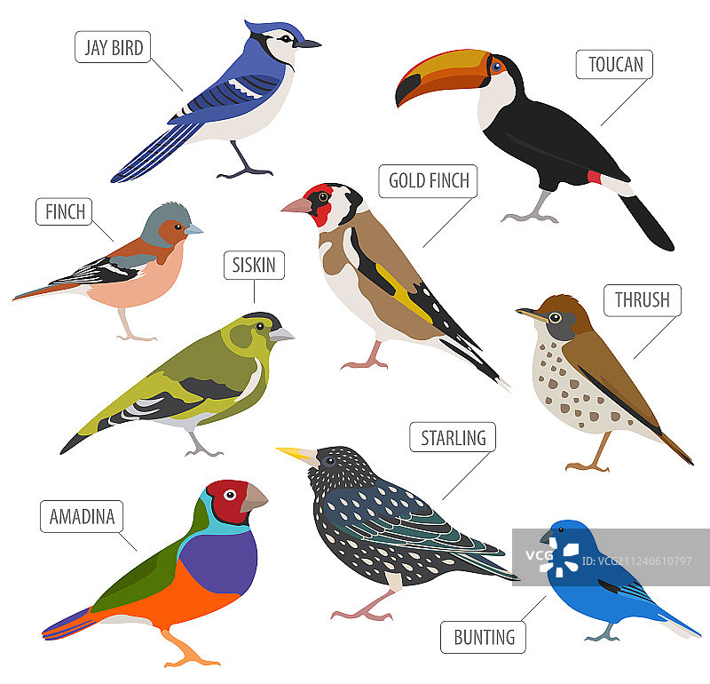 宠物鸟品种系列扁平风格图标图片素材