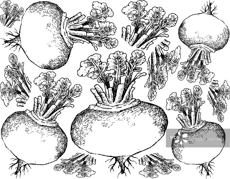 手绘白色背景上的紫色萝卜图片素材