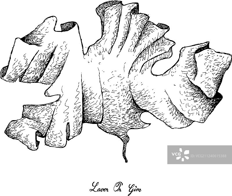 白色背景上手绘的紫菜图片素材