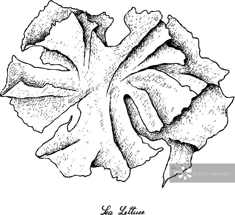 手绘海白菜海藻图片素材