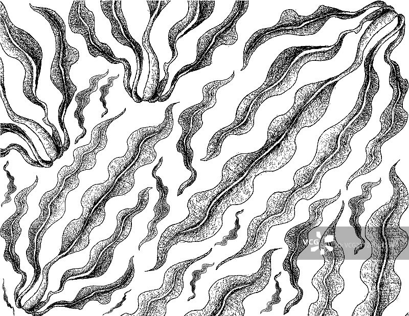 手绘海带图片素材