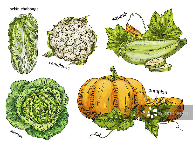 大白菜、南瓜和花椰菜速写图片素材