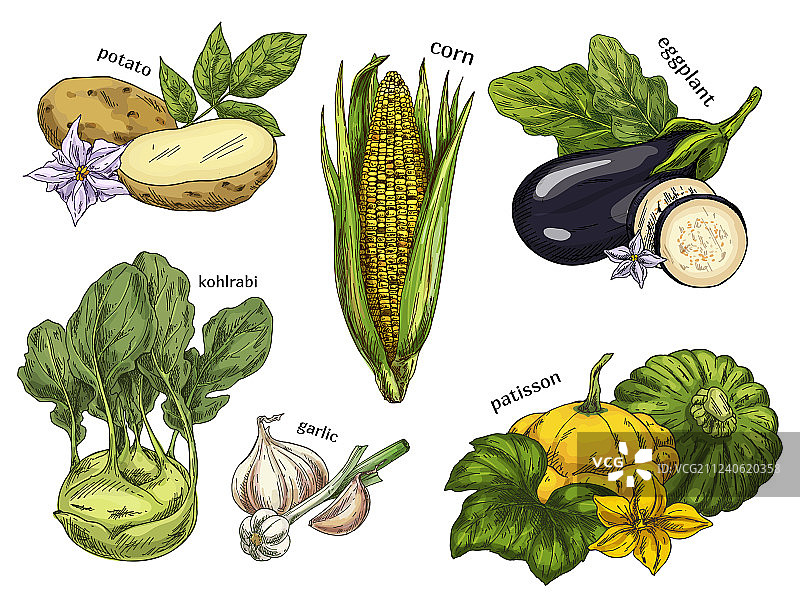 玉米、土豆、芜菁甘蓝和茄子素描图片素材