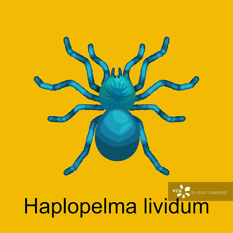 卡通蜘蛛图案合集：危险昆虫系列图片素材