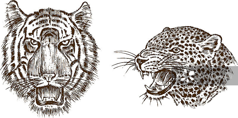 日本野生老虎和亚洲豹图片素材