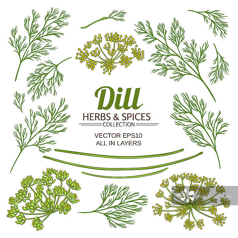 莳萝植物元素集合图片素材