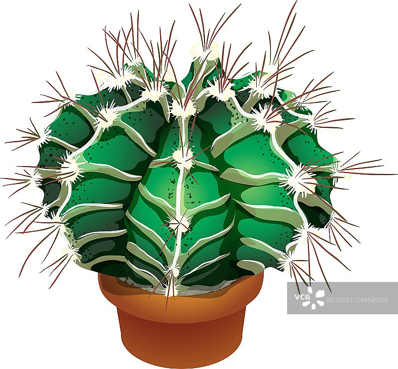 逼真仙人掌图片素材