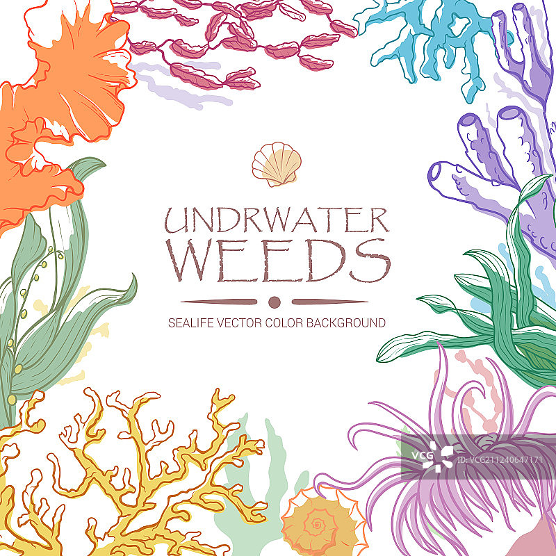 珊瑚与海藻背景图片素材