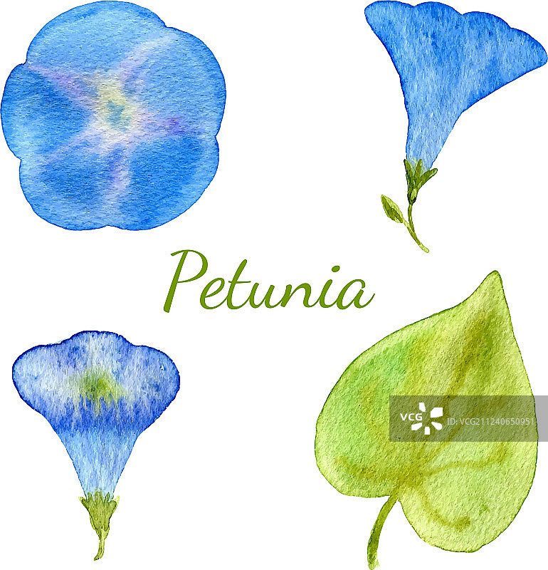 水彩花卉合集：花与叶图片素材