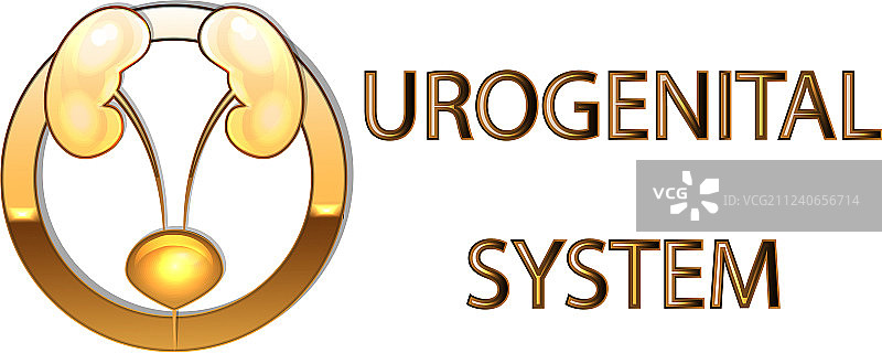 泌尿生殖系统肾脏膀胱标志符号图片素材