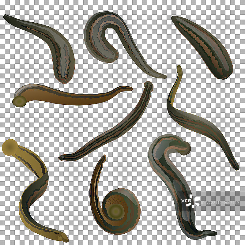 九条医用蚂蟥素材图片素材