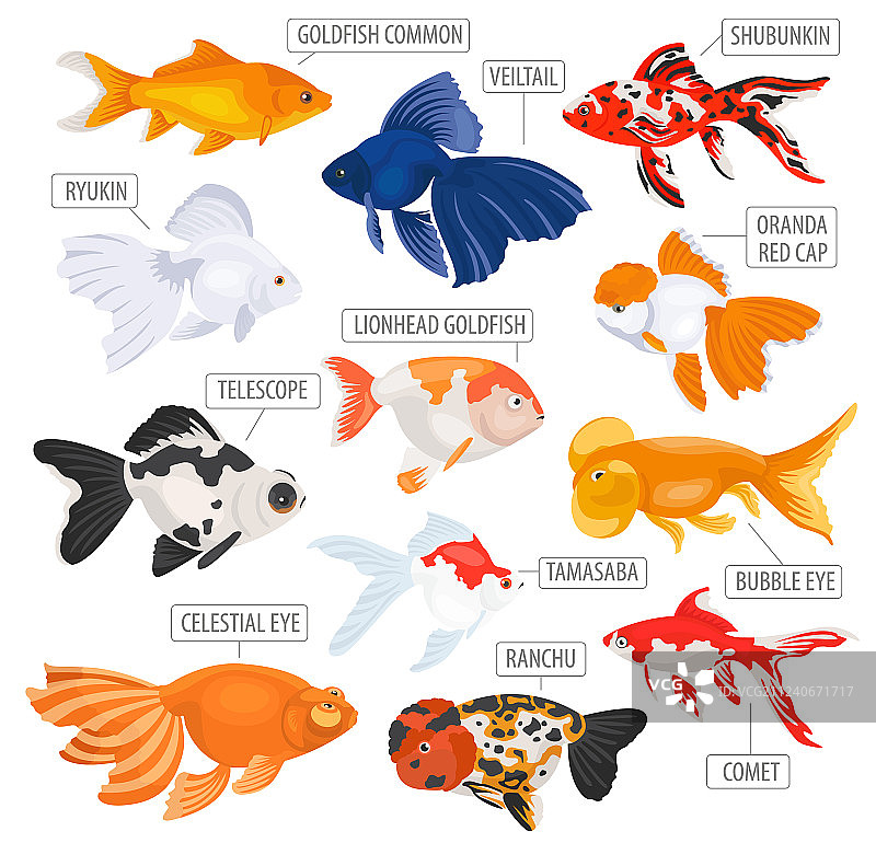 淡水水族箱鱼类品种扁平图标集图片素材