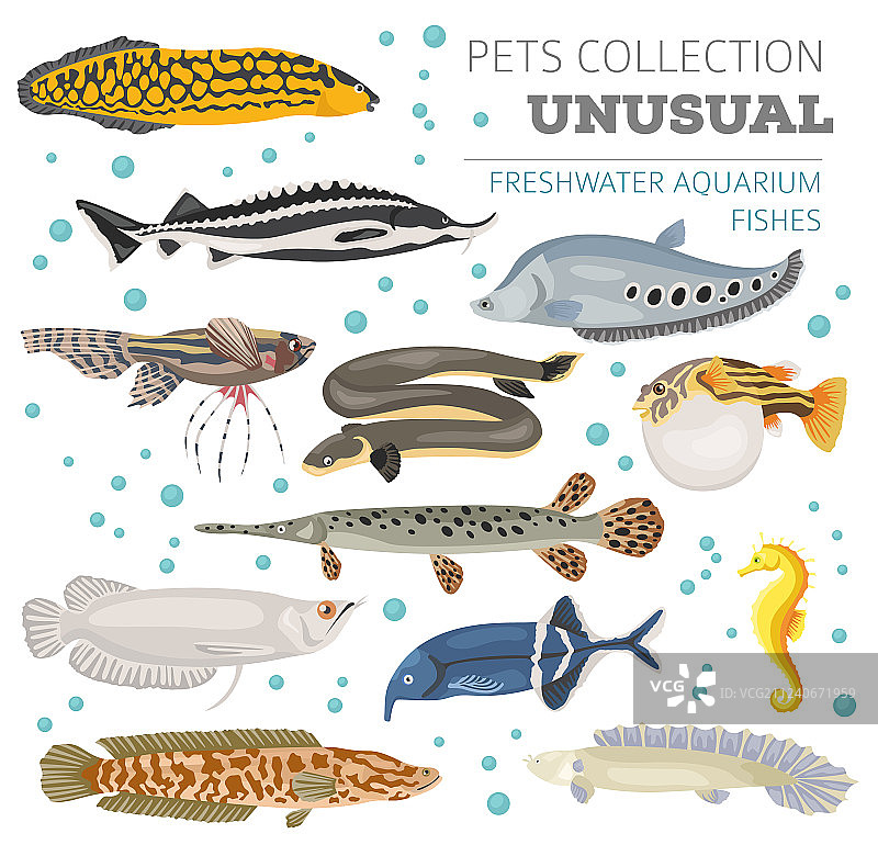 独特的淡水观赏鱼品种图标集图片素材