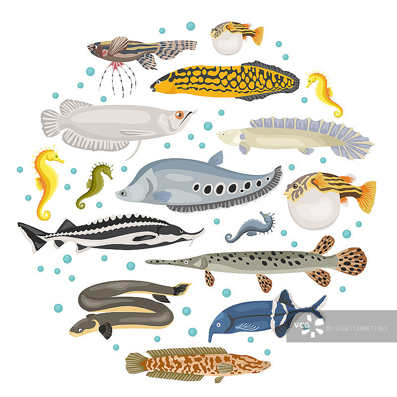 独特的淡水观赏鱼品种图标集图片素材