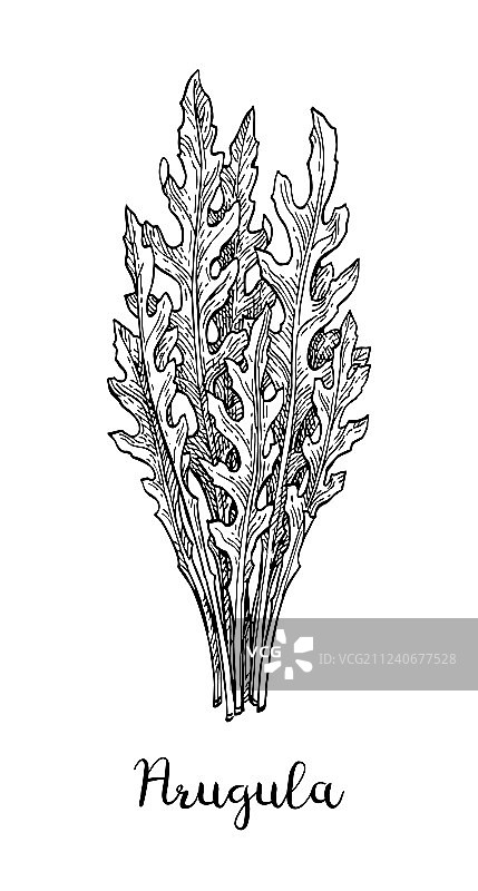 芝麻菜水墨素描图片素材