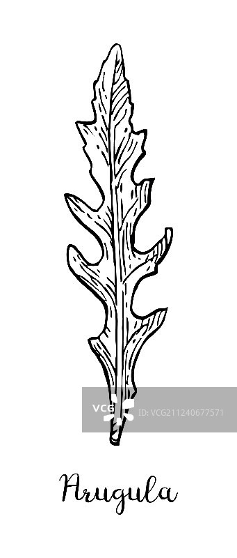 芝麻菜水墨素描图片素材