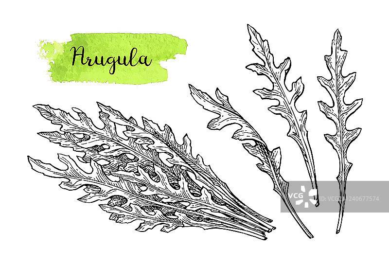 芝麻菜水墨素描图片素材