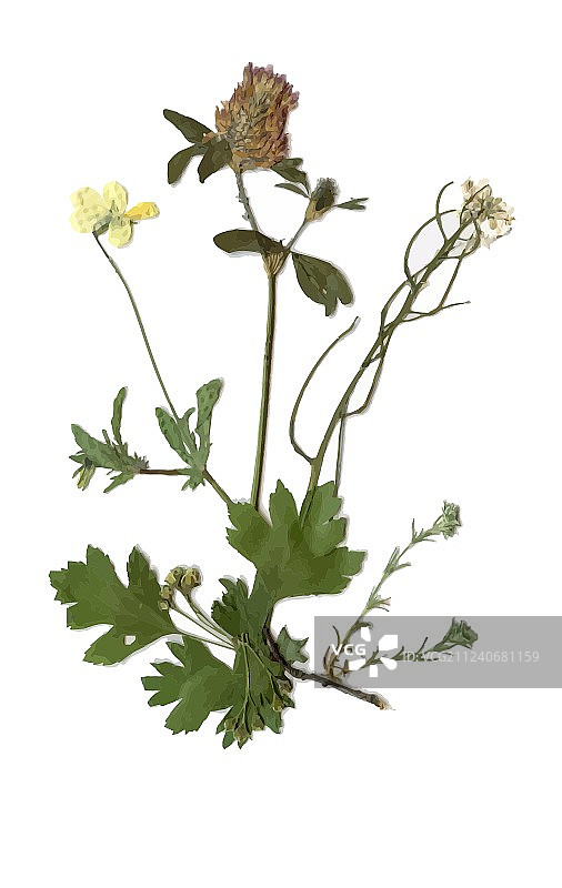 绿色夏季草地植物标本图片素材