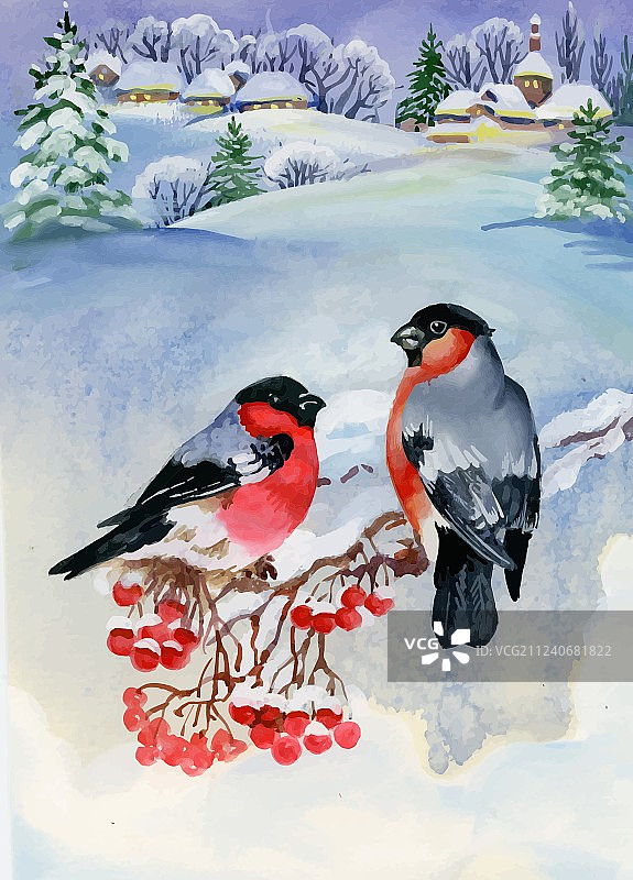 红腹灰雀雪中树枝水彩画图片素材