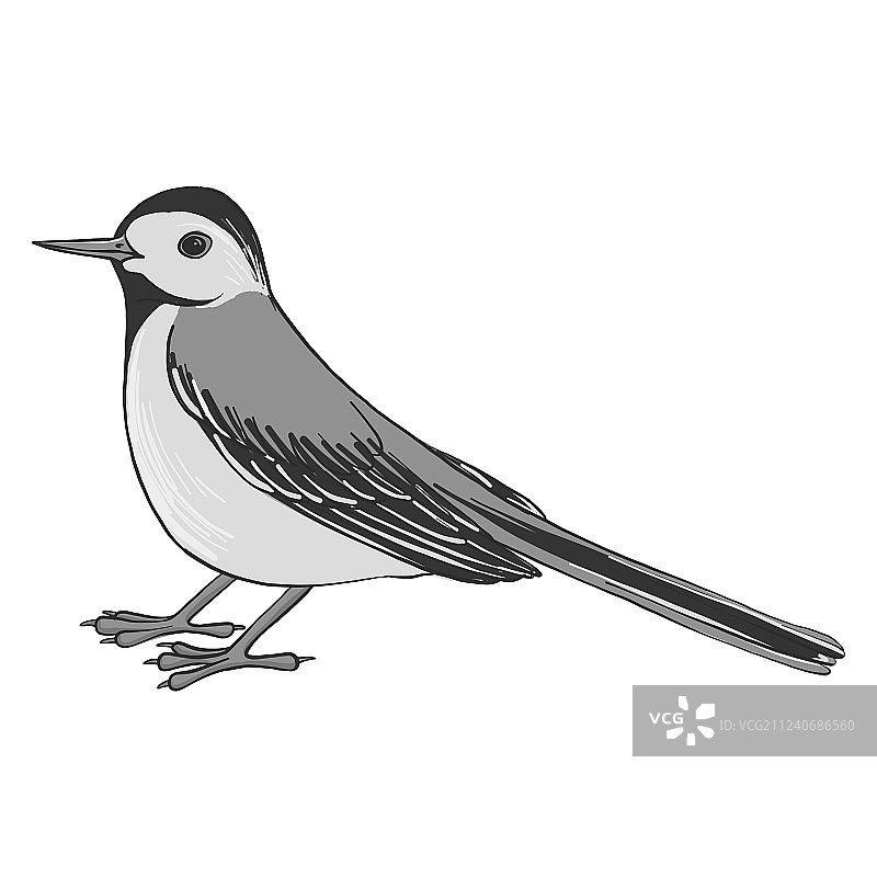 鹡鸰绘画图片素材