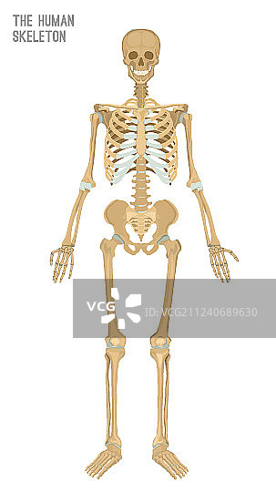 人体骨骼图像图片素材