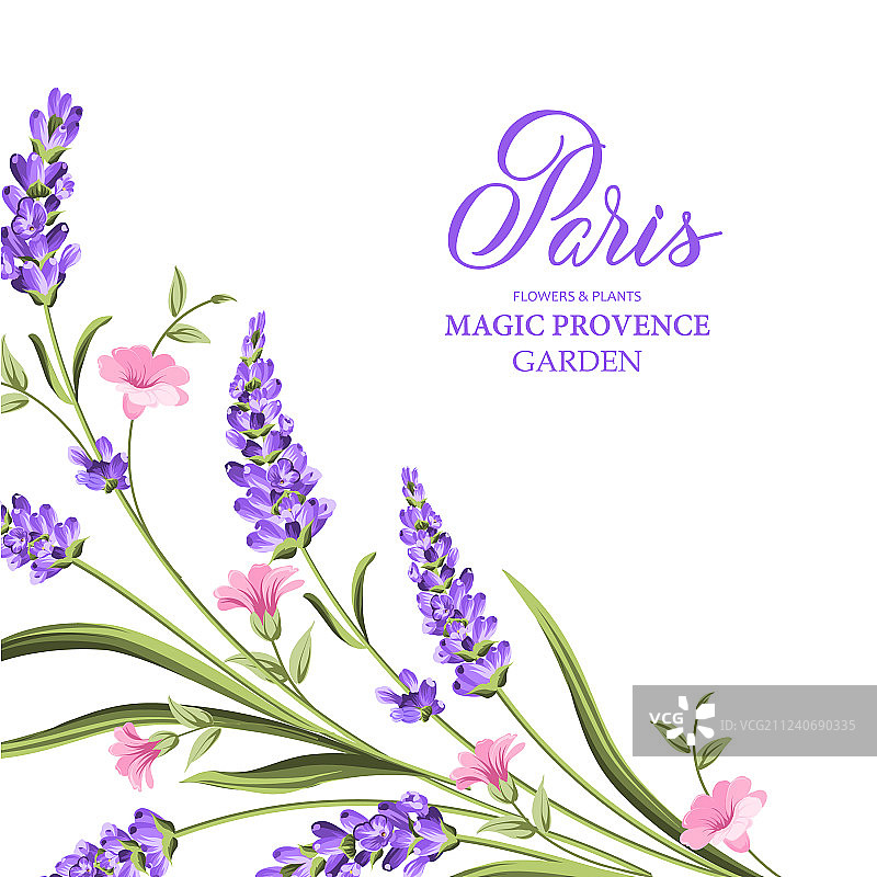 一束薰衣草图片素材