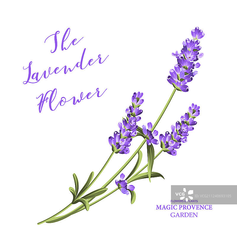 一束薰衣草图片素材